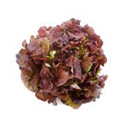 Lettuce Oak Leaf Red – Hydroponically Grown (100-120gm) 1 pcs