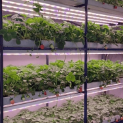 128 Plant Indoor Hydroponic System