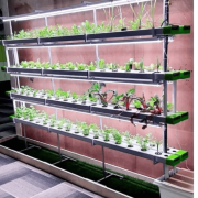 128 Plant Indoor Hydroponic System