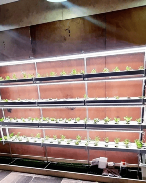 128 Plant Indoor Hydroponic System