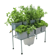 Dual Tier 8 Dutch Bucket System for Hydroponics