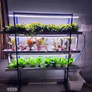 24 Plant Indoor Hydroponics System