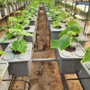 8 Dutch Bucket System for Hydroponics