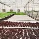NFT hydroponics