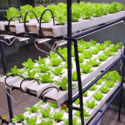 96 Plant Indoor Hydroponic System