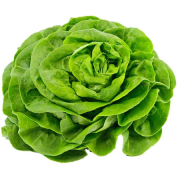 Lettuce Butterhead – Hydroponically Grown (100-150gm) 1 pcs