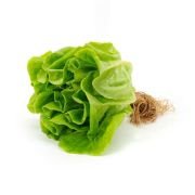 Lettuce Butterhead – Hydroponically Grown (100-150gm) 1 pcs