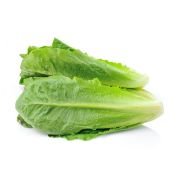 Romaine Lettuce – Hydroponically (120 – 150 gm) 1pcs