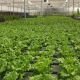 Commercial NFT Hydroponics