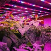 4Ft Red-Blue LED Grow Lights Set of 2 ( 20W )