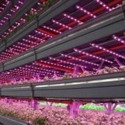 4Ft Red-Blue LED Grow Lights Set of 2 ( 20W )