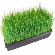 WheatGrass – Hydroponically Grown Microgreens 100 gm box