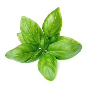 Basil – Hydroponically Grown 100gm