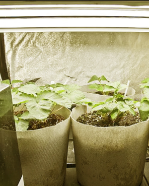 Flood Grow light  for Hydroponics