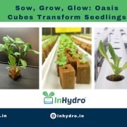 Oasis Cubes for plants germination (1 sheet)