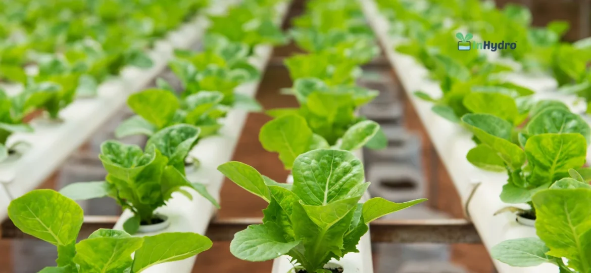 Cost Breakdown and Budgeting Tips for Setting Up a Hydroponics Project