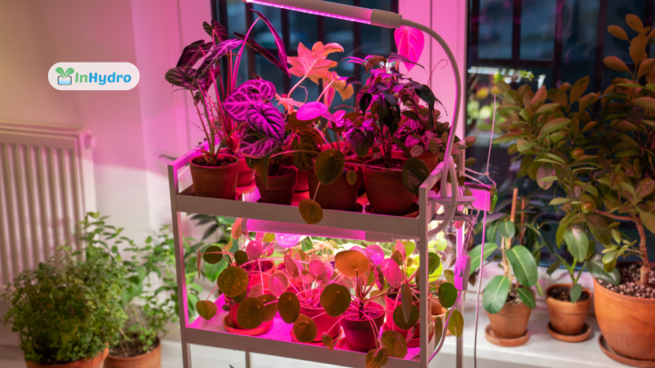 How to Grow Your Own Herbs with Hydroponics at Home - INHYDRO ...