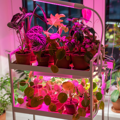 How to Grow Your Own Herbs with Hydroponics at Home