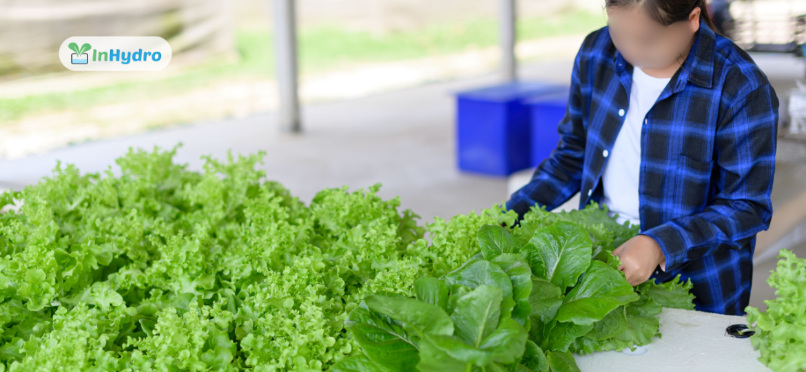 Hydroponics Projects for Schools: A Step-by-Step Guide