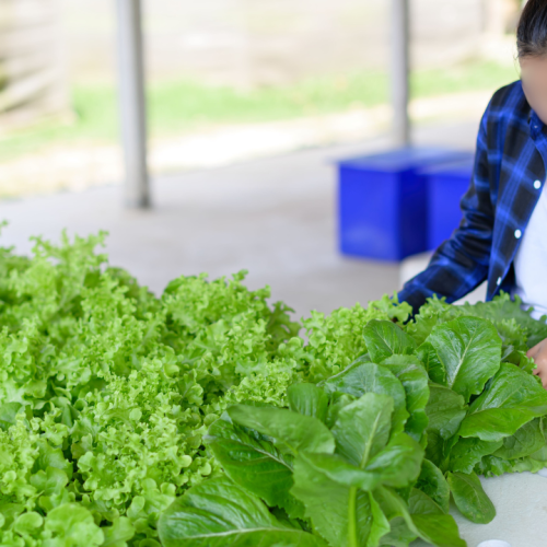 Hydroponics Projects for Schools: A Step-by-Step Guide