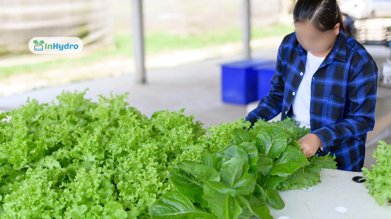 Hydroponics Projects for Schools: A Step-by-Step Guide