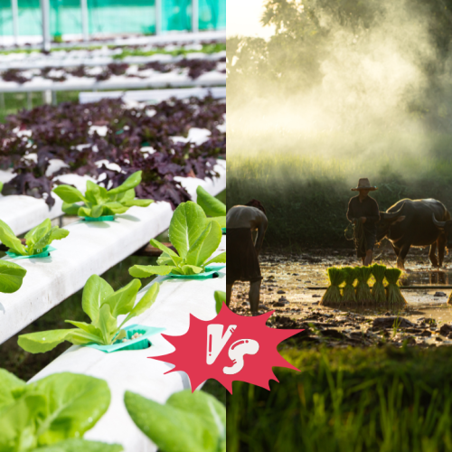 Hydroponics vs Traditional Farming_ Why Hydroponic Projects are the Future of Agriculture