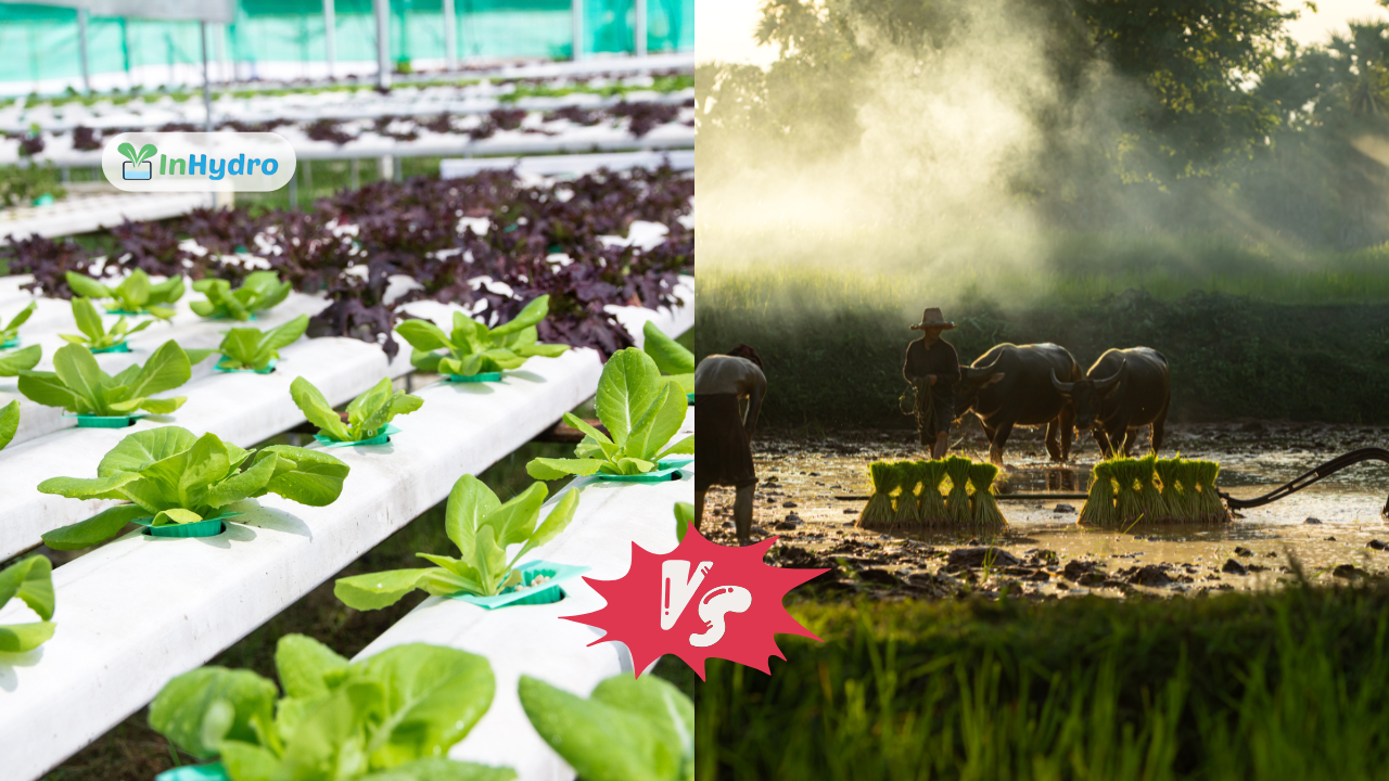 Hydroponics vs Traditional Farming_ Why Hydroponic Projects are the Future of Agriculture