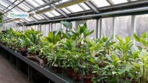 Step-by-Step Guide to Setting Up a Greenhouse for Year-Round Farming