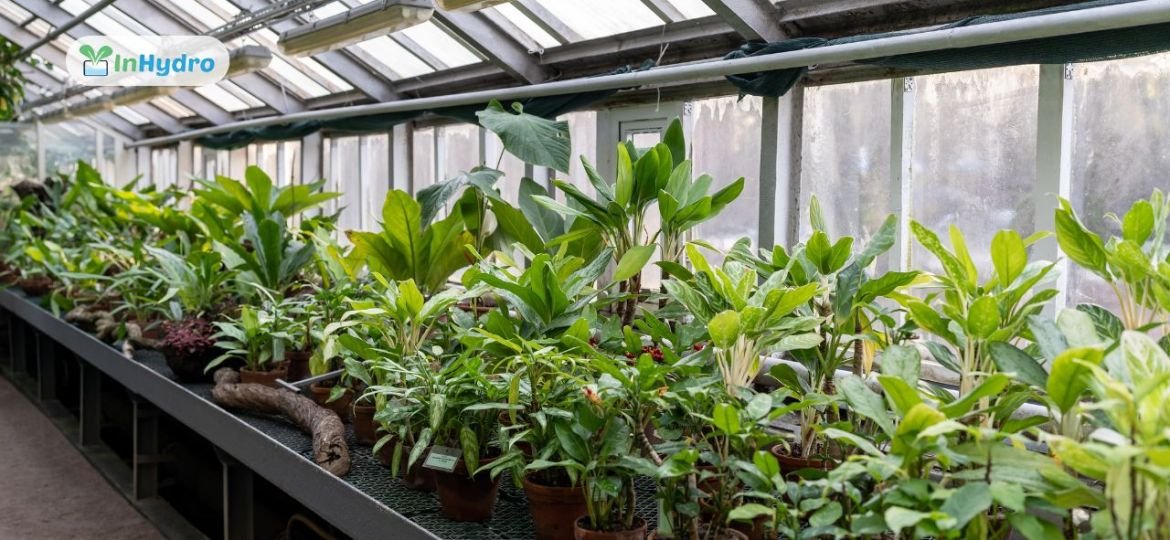 Step-by-Step Guide to Setting Up a Greenhouse for Year-Round Farming