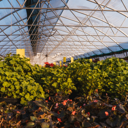 Benefits of Installing a Greenhouse for Sustainable Farming