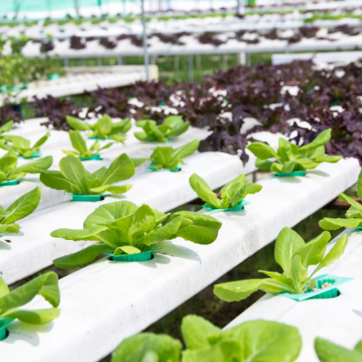 Top 5 Essential Farm Utilities for Efficient Hydroponic Farming