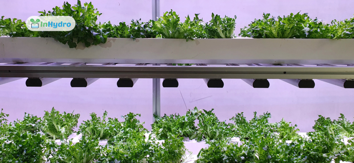 Why Luxury Hotels are Embracing Hydroponics_ A Trend Towards Green Hospitality