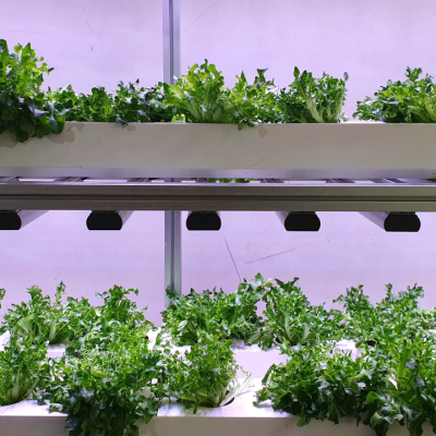 Why Luxury Hotels are Embracing Hydroponics_ A Trend Towards Green Hospitality