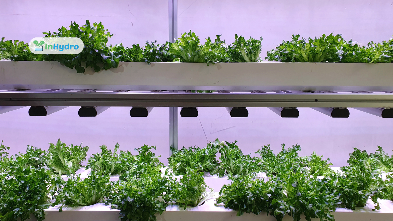 Why Luxury Hotels are Embracing Hydroponics_ A Trend Towards Green Hospitality