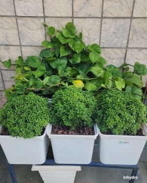 Hydroponics Dutch Bucket Kit with 2-Inch Net Cup, Elbow & Lid for Plant