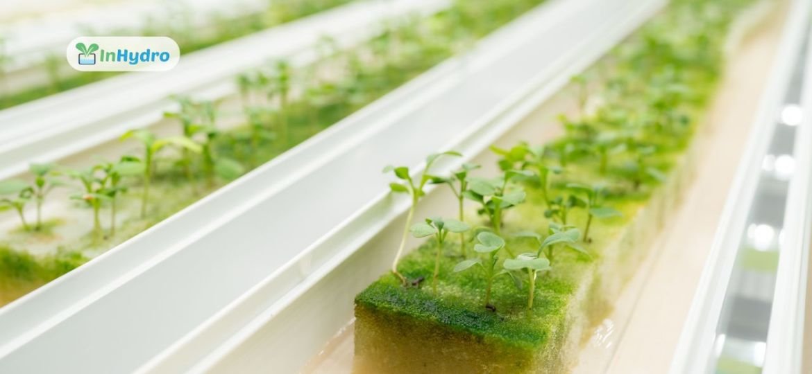 A Fresh Take on the Nutrient Film Technique (NFT) in Hydroponics