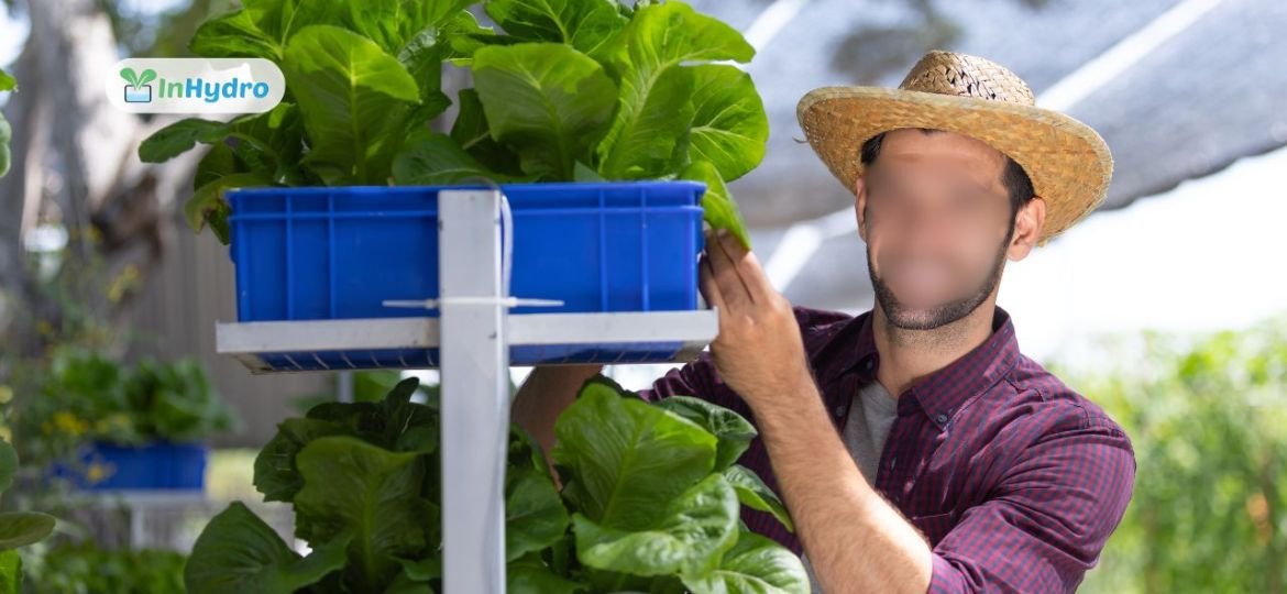 Dutch Bucket System The Perfect Hydroponic Solution for Tomatoes