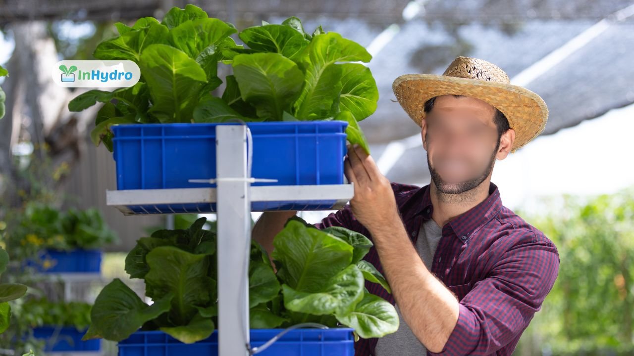 Dutch Bucket System The Perfect Hydroponic Solution for Tomatoes