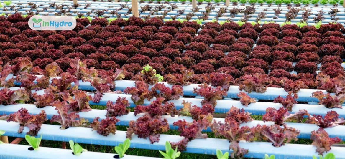 How Hydroponic Models Improve Farming Efficiency