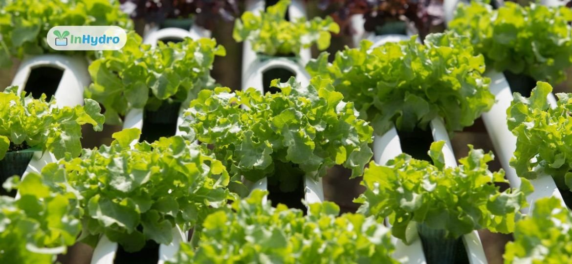 The Zig-Zag Vertical Hydroponics System A Smart Solution for Space-Saving Farming