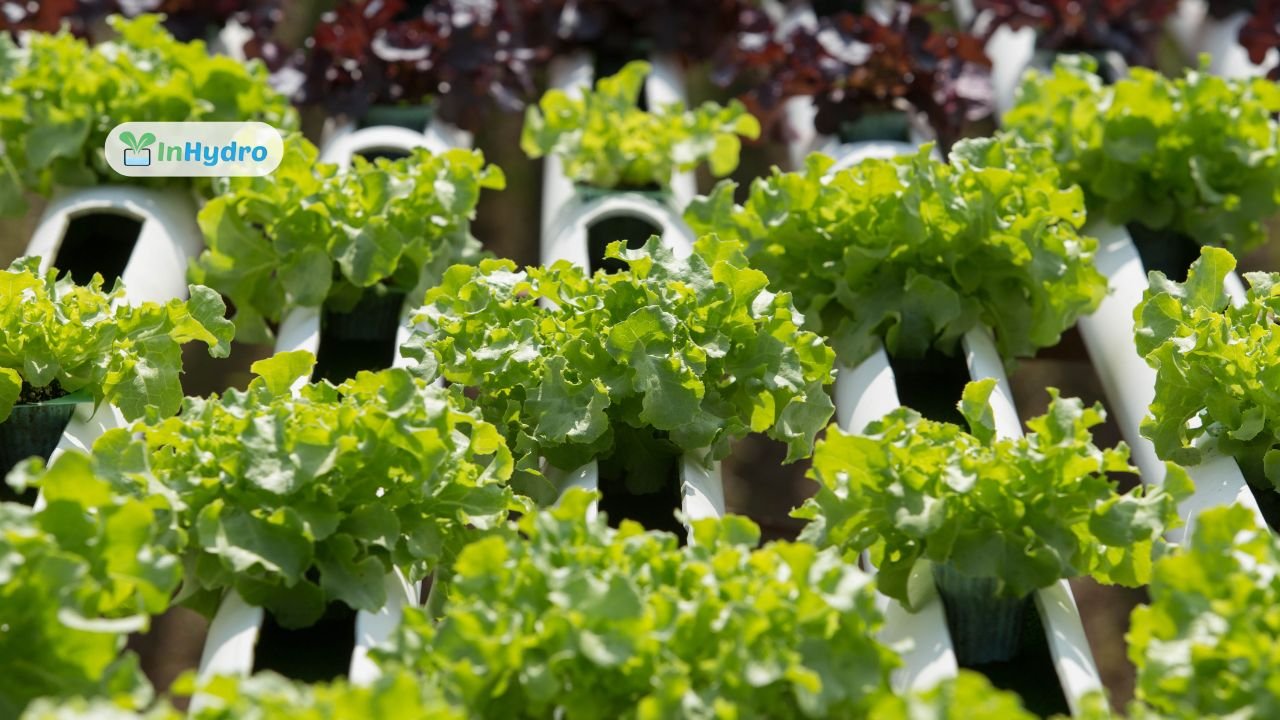 The Zig-Zag Vertical Hydroponics System A Smart Solution for Space-Saving Farming