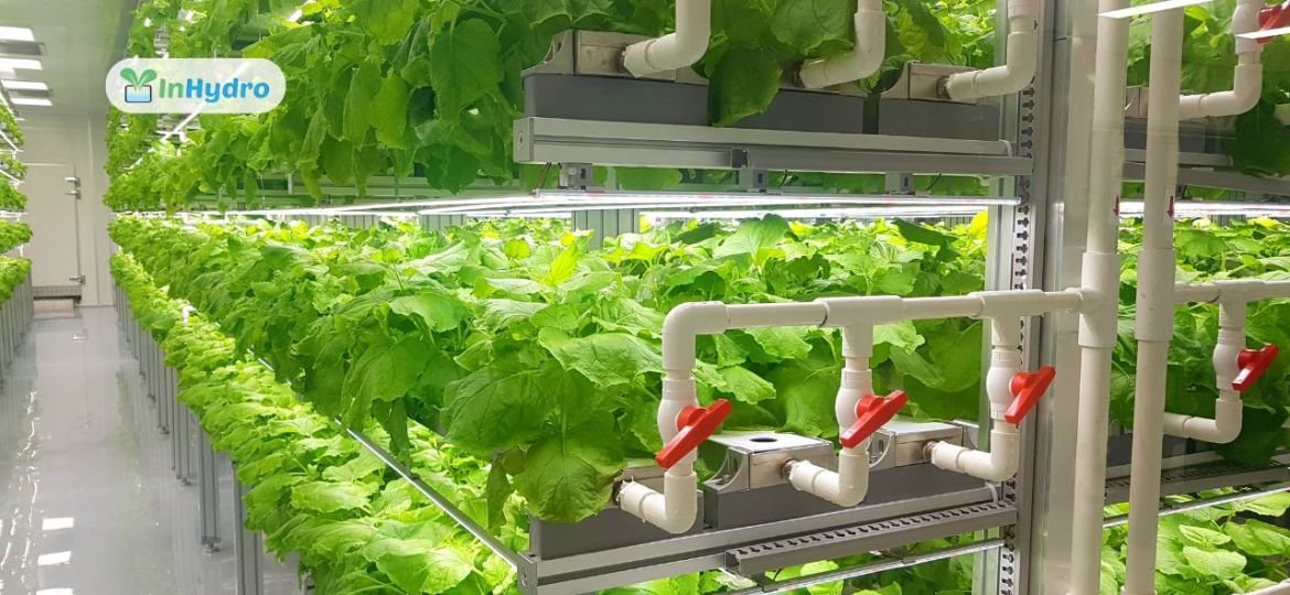 Best Hydroponic System Types for Growing Healthy Crops