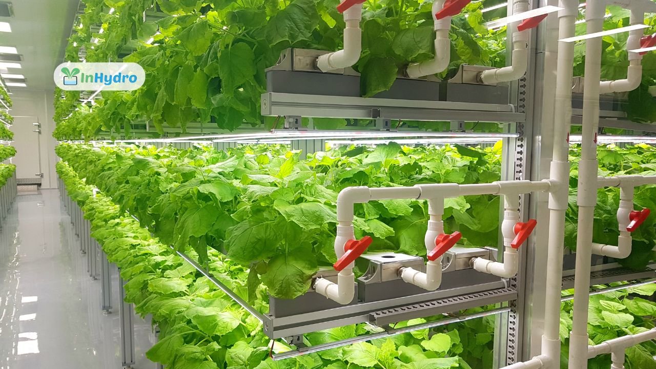 Best Hydroponic System Types for Growing Healthy Crops