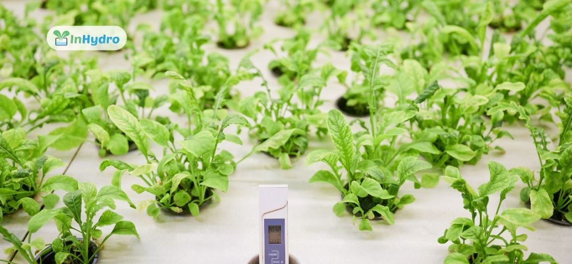 Energy Efficiency in Hydroponics_ How to Cut Costs with Smart Systems