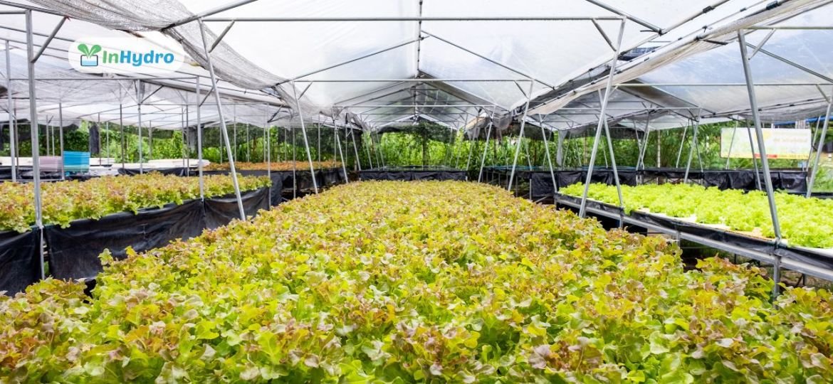 From Home Gardens to Commercial Scale_ Scaling Your Hydroponic Farm with InHydro