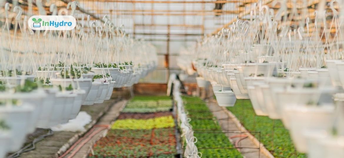 Greenhouse vs. Hydroponics_ Which System is Right for You