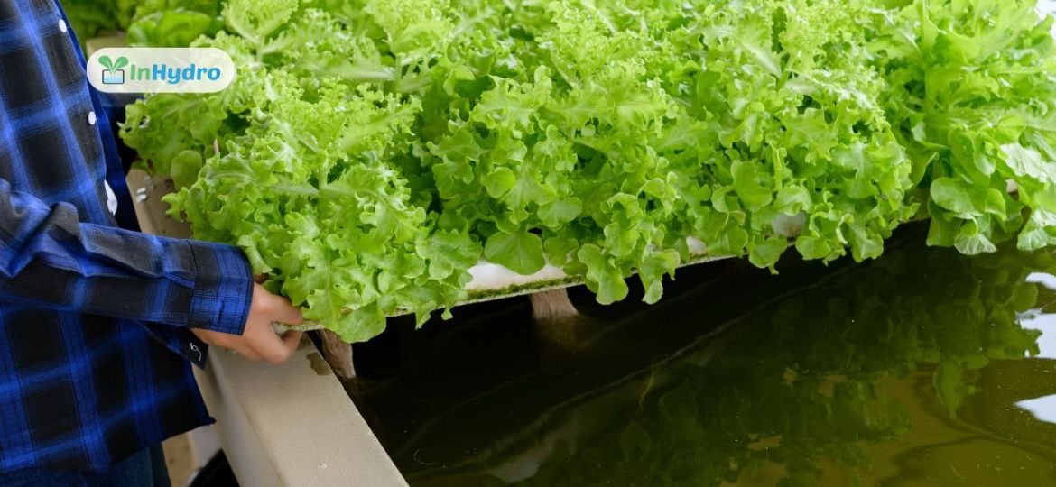 How Deep Water Culture (DWC) Hydroponics Can Revolutionize Urban Farming