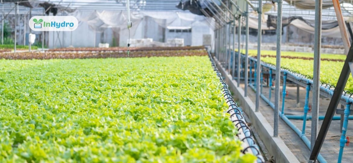 How InHydro is Leading the Charge for Hydroponic Farming and Sustainable Agriculture