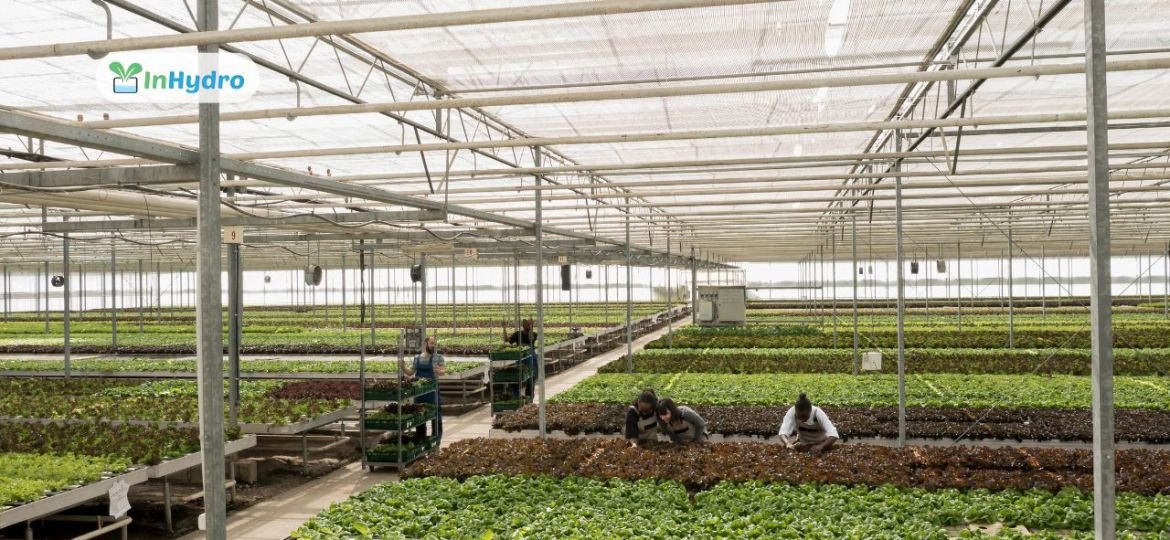 How to Maintain a Greenhouse for Long-Term Durability and Productivity