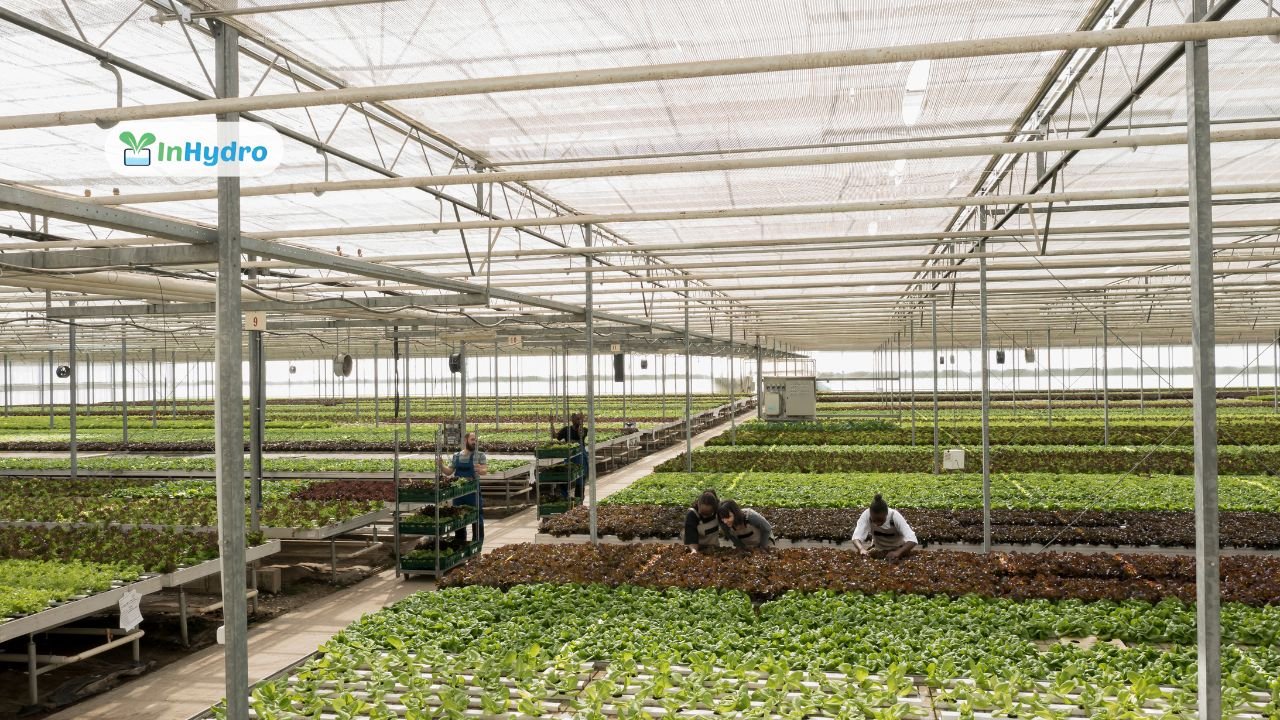 How to Maintain a Greenhouse for Long-Term Durability and Productivity